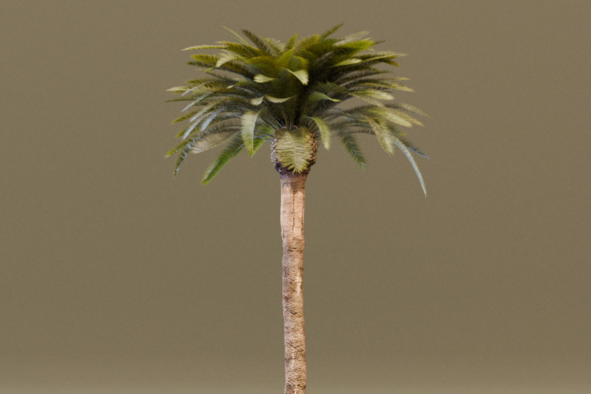 The Date Palm Tree, a Plants & Tree 3D Model by FuturePastCreatives (Photo 6 of 6)