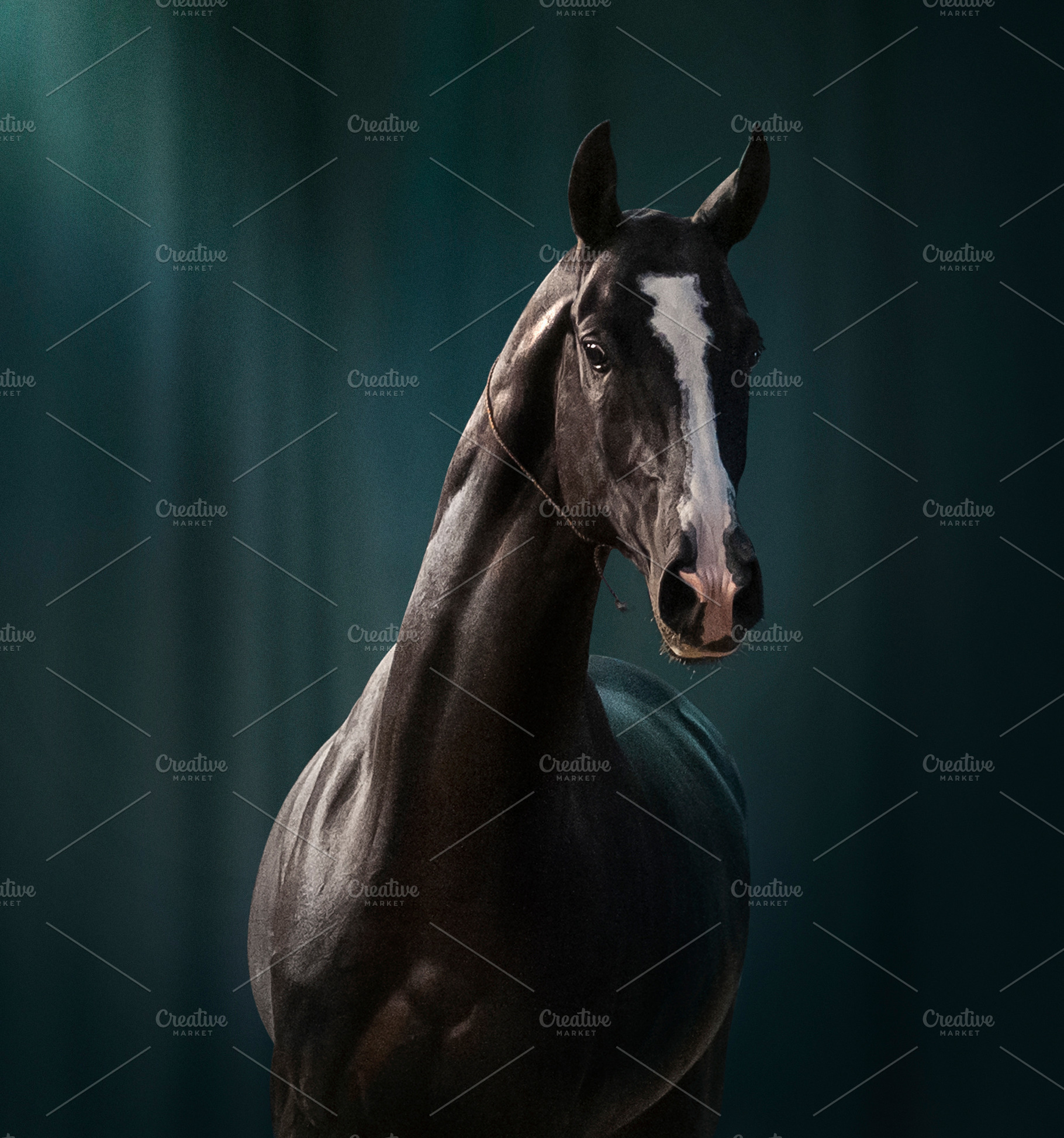 Black akhal-teke stallion portrait, an Animal Photo by Olgait