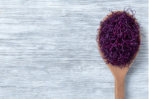 Sprouted seeds of red cabbage are, a Food & Drink Photo by ZinetroN