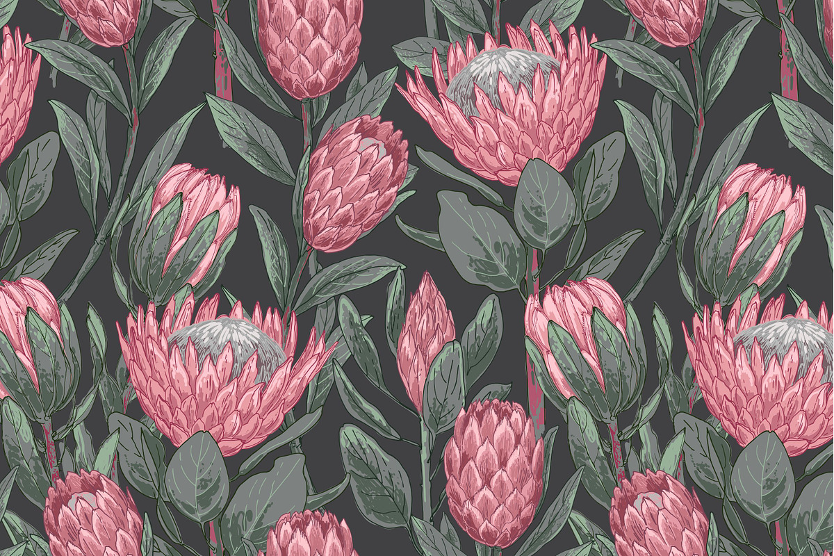 Protea flowers and eucalyptus sketch, an Illustration by irina.vaneeva (Photo 9 of 12)