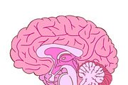 Biology & Anatomy goodnotes stickers, an Education Illustration by Noorist (Thumbnail 8 of 32)