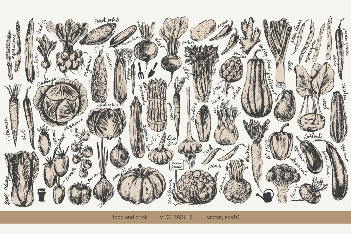 Garden vegetables sketches, a Food Illustration by katya.bogina (Photo 2 of 3)