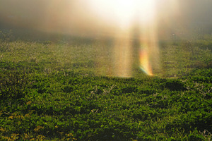 glorious rays of sunlight on grass, a Nature Photo by sirylok