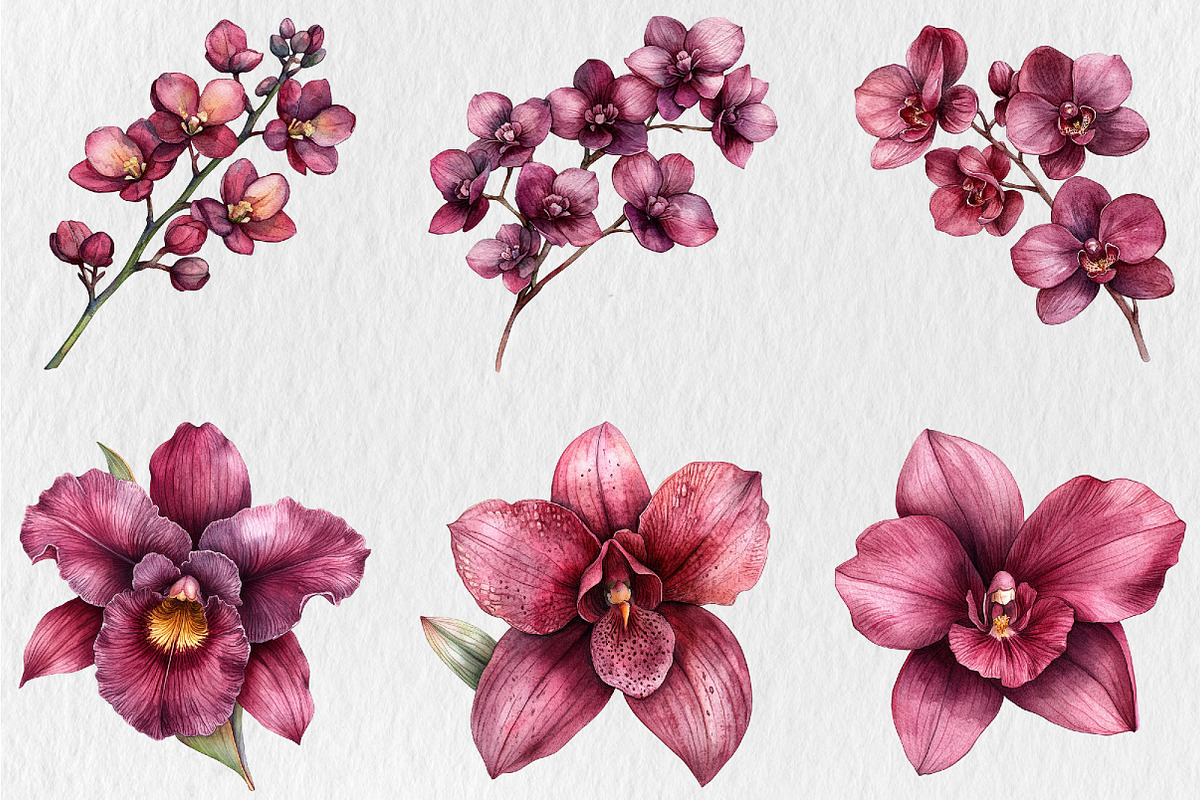 Watercolor Burgundy Orchids Clipart, a Seasonal Illustration by Rose Art (Photo 4 of 6)