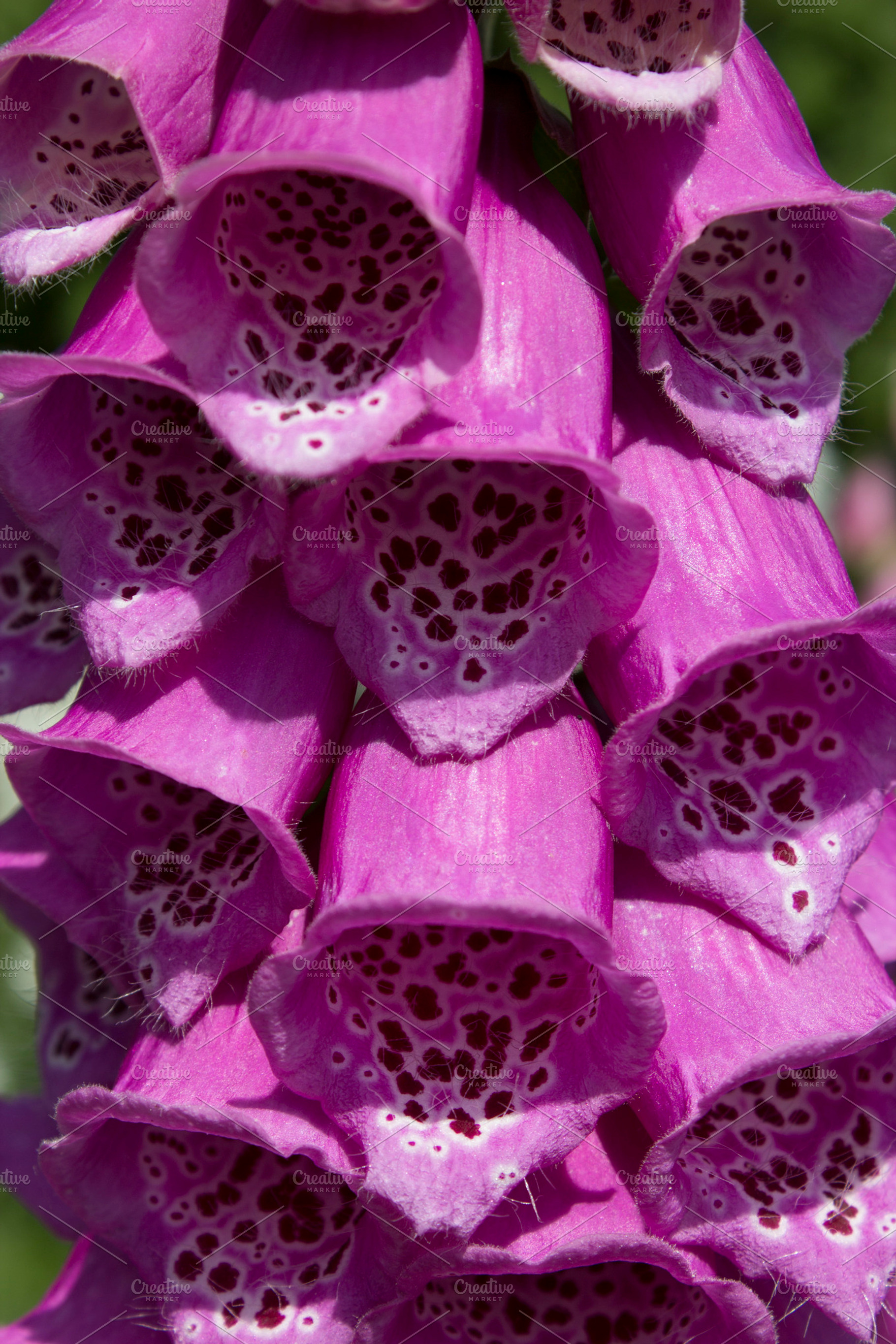 Foxglove I Stock Photo Containing Flower And Close Up