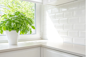 Sunlit basil plant by kitchen window, a Nature Photo by Lermont51