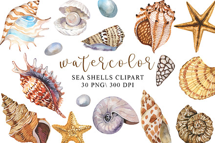 Watercolor Sea shells Clipart, PNG, a Seasonal Illustration by PatternPalette