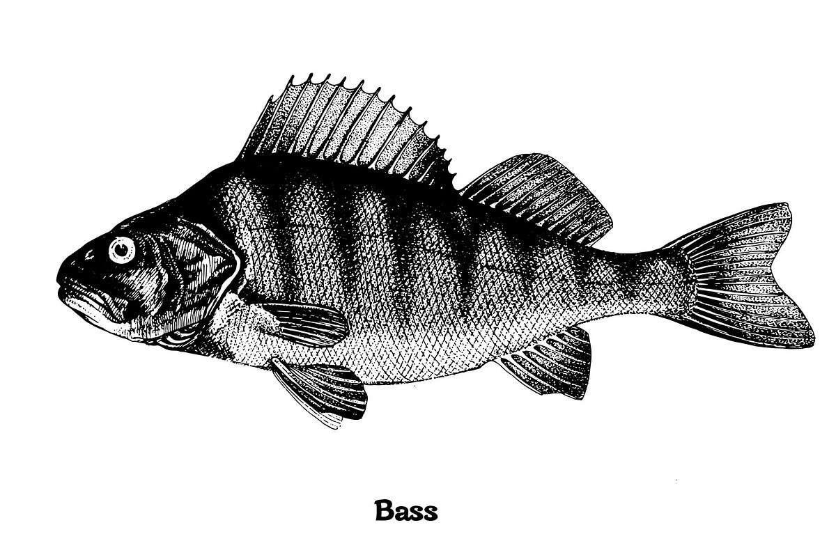 Fish collection, part 4, an Illustration by ZotovShop (Photo 4 of 11)