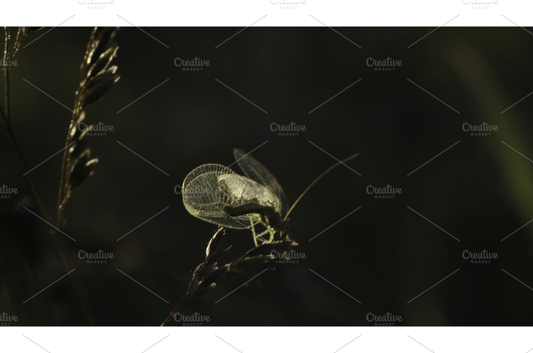 Dragonfly sits on edge of grass, a Nature Photo by Media Whale Stock