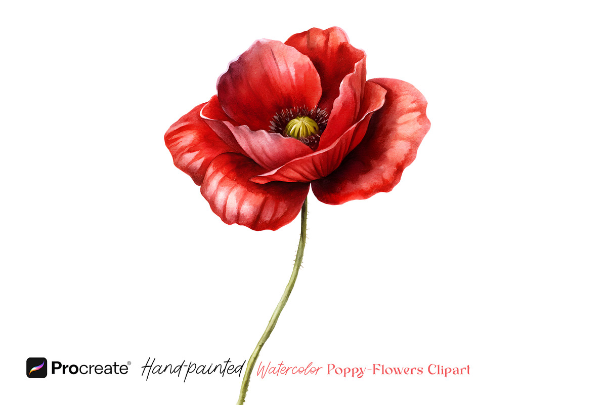 Watercolor Poppy Flowers Clipart, a Decorative Illustration by crafty (Photo 4 of 8)