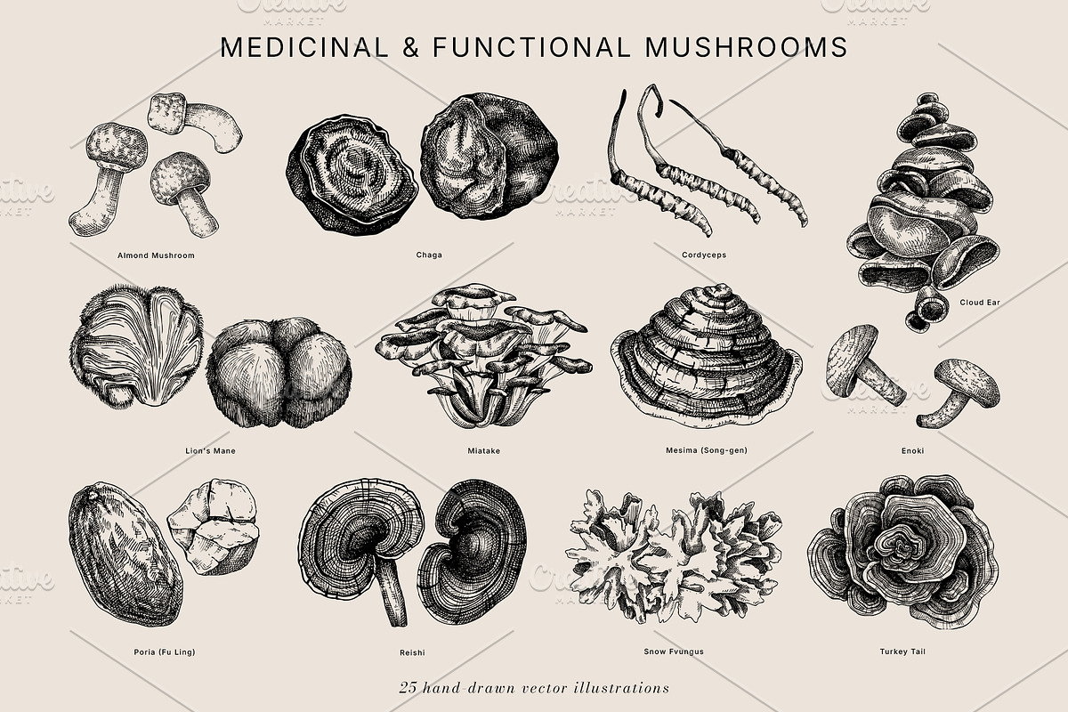 Mushrooms Vector Illustration Bundle, a Food Illustration by Yevheniia (Photo 4 of 8)