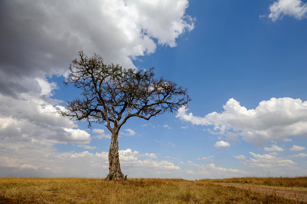 Beautiful landscape with Acacia tree in African savannah, a Nature Photo by Byrdyak