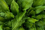 Green Natural Leaves Texture, a Photo by VetalStock (Thumbnail 1 of 8)
