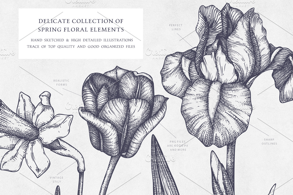 Hand Drawn Spring Flowers Set, a Seasonal Illustration by Yevheniia (Photo 2 of 16)