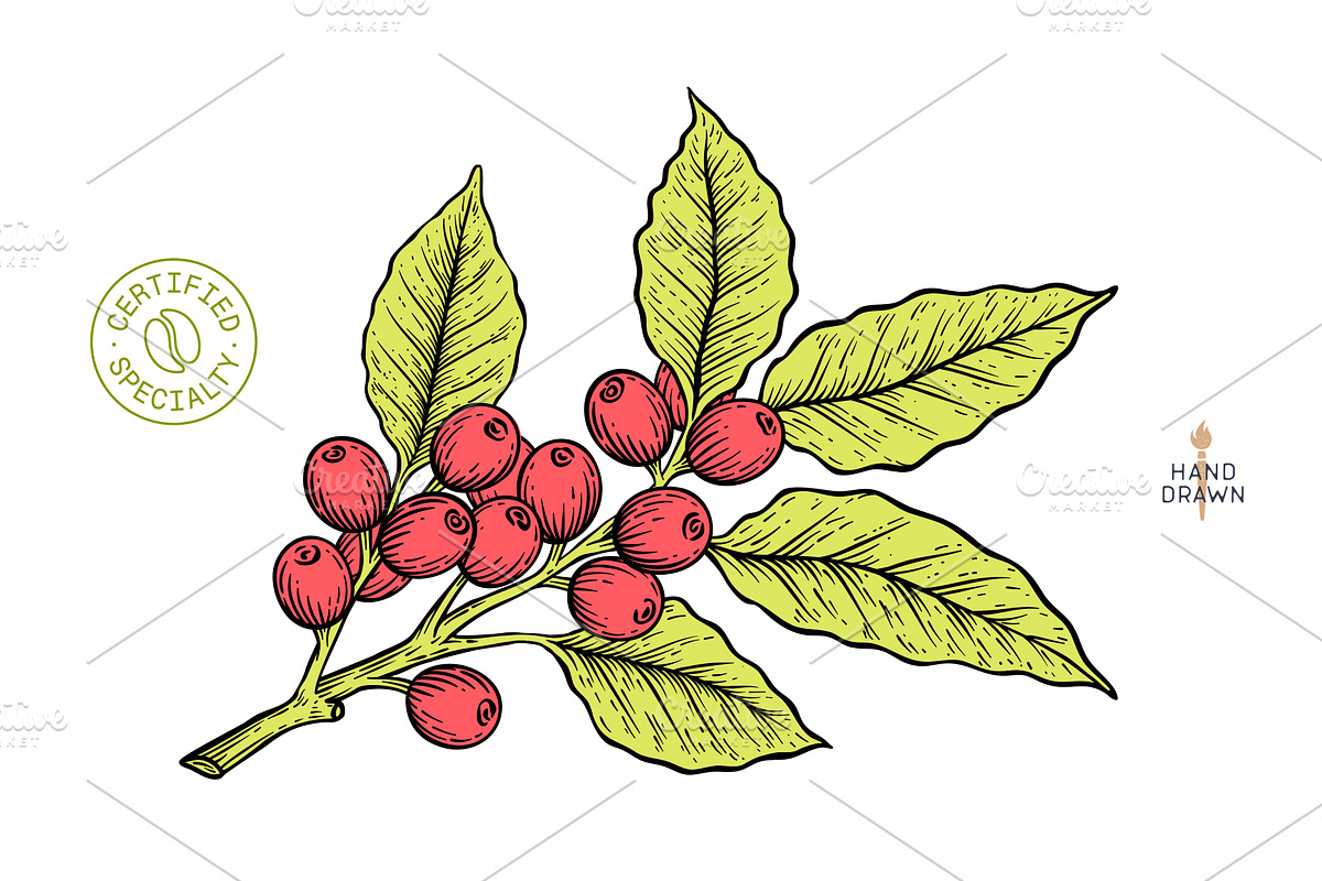 Vintage coffee branch bean plant, a Food Illustration by Foxys Graphic