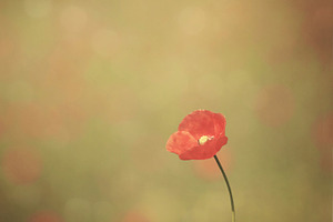 Small poppy