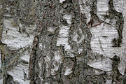 30 Tree Trunk Texture Photos, a Texture Graphic by Bilgep_design (Thumbnail 14 of 16)