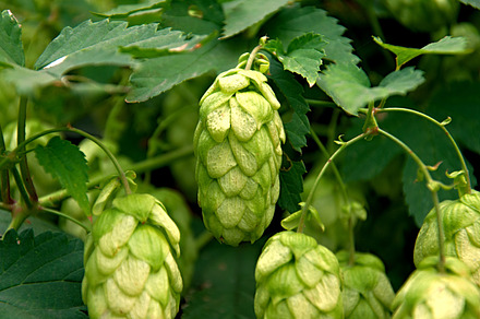 Ripe Hop preview 6
