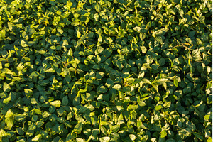 Aerial view of Soybean field, a Nature Photo by MadPhotos