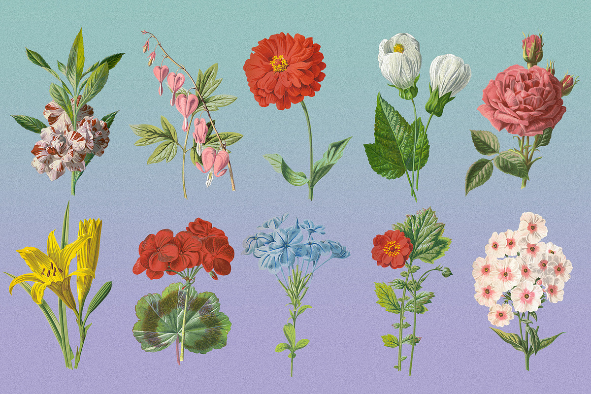 Atlas of Flowers - Botanical Art Set, an Object Graphic by Graphic Goods (Photo 3 of 12)