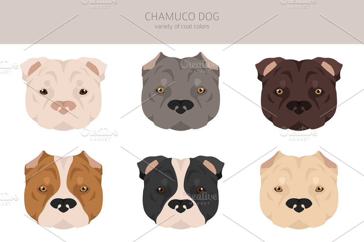 Chamuco (Mexican Pit bull) clipart