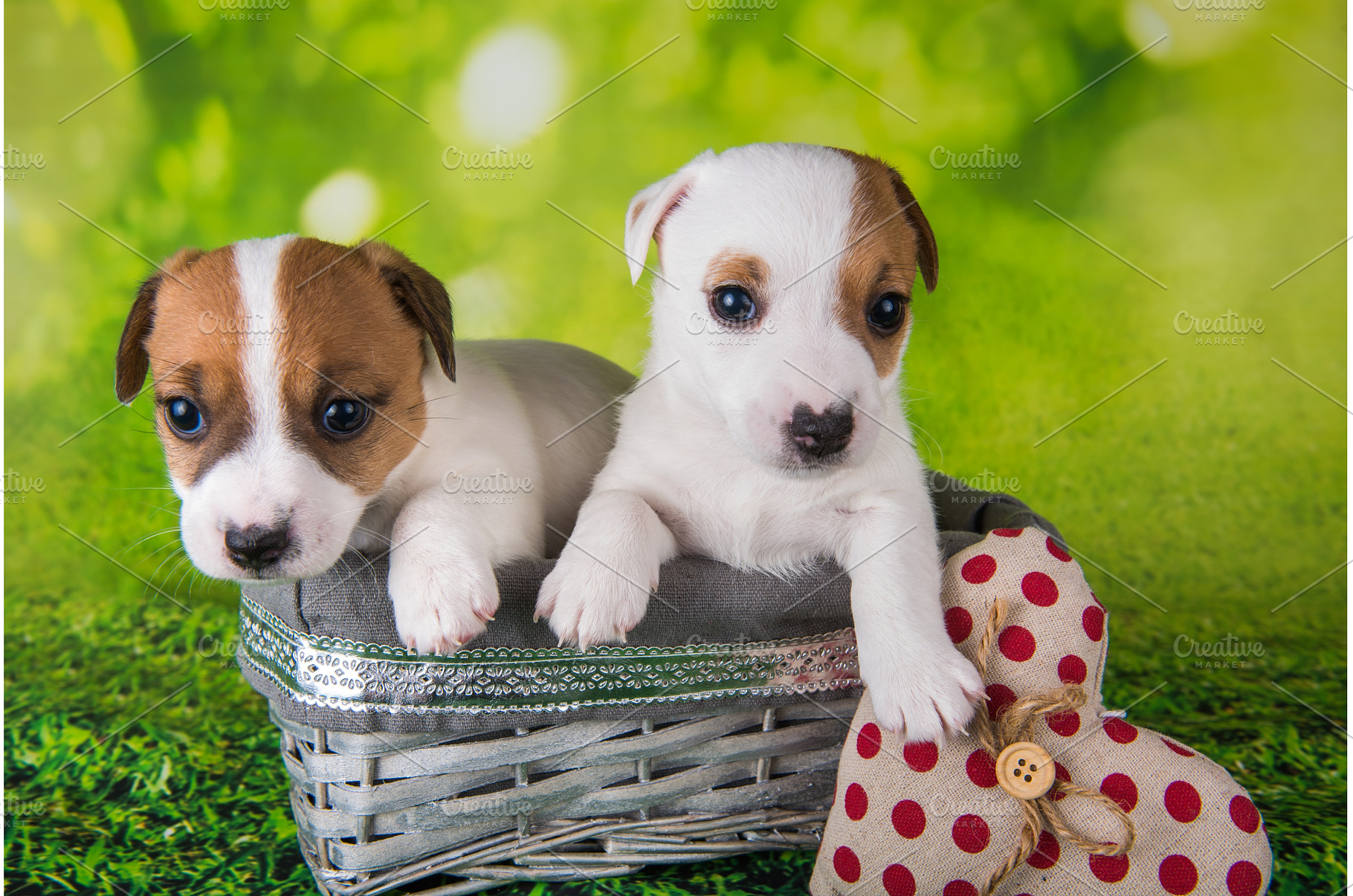Two cute jack russell terrier, an Animal Photo by COLORFUL