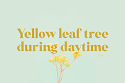 Monesta Bold, a Serif Font by ShowUp! Studio (Thumbnail 14 of 15)