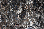 A close-up image of a texture tree, a Background Photo by Schreibikus (Thumbnail 6 of 10)