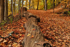 Forest in the fall stock photo containing autumn and bright