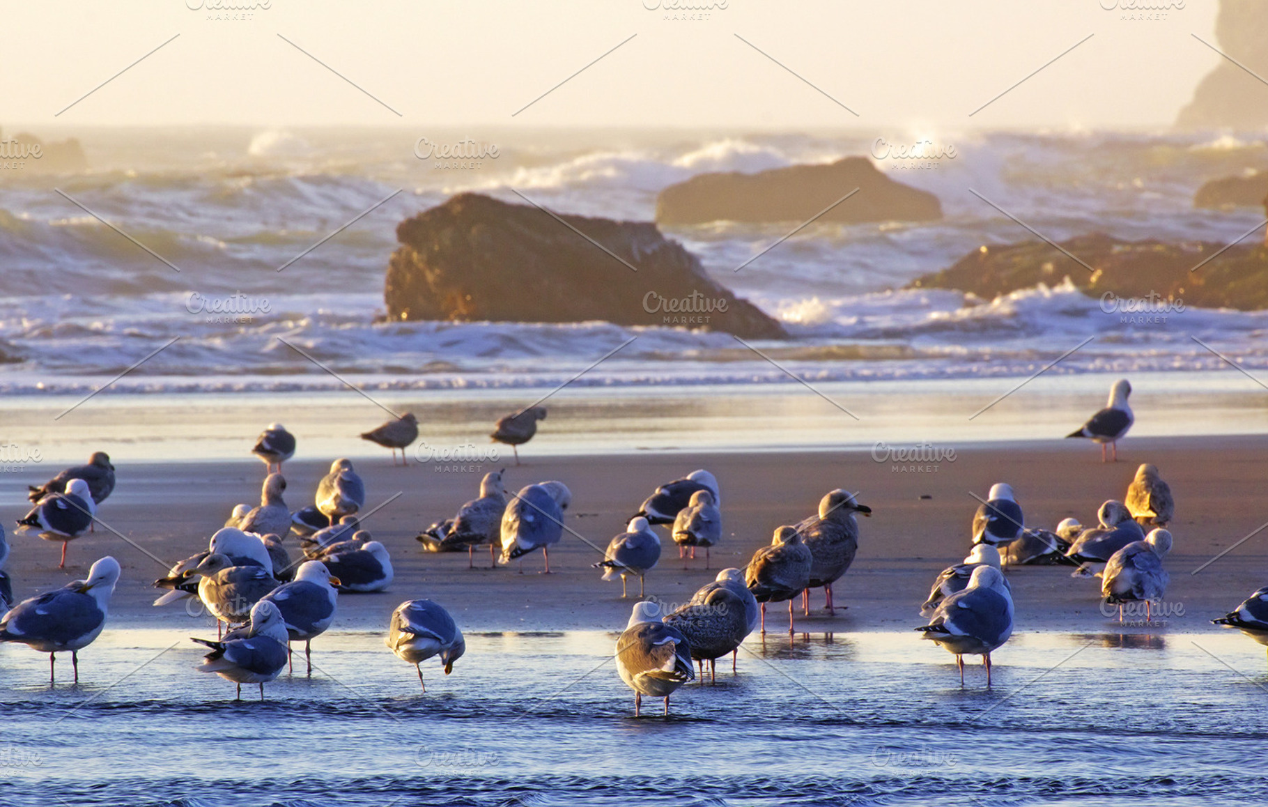 seagulls at beach
