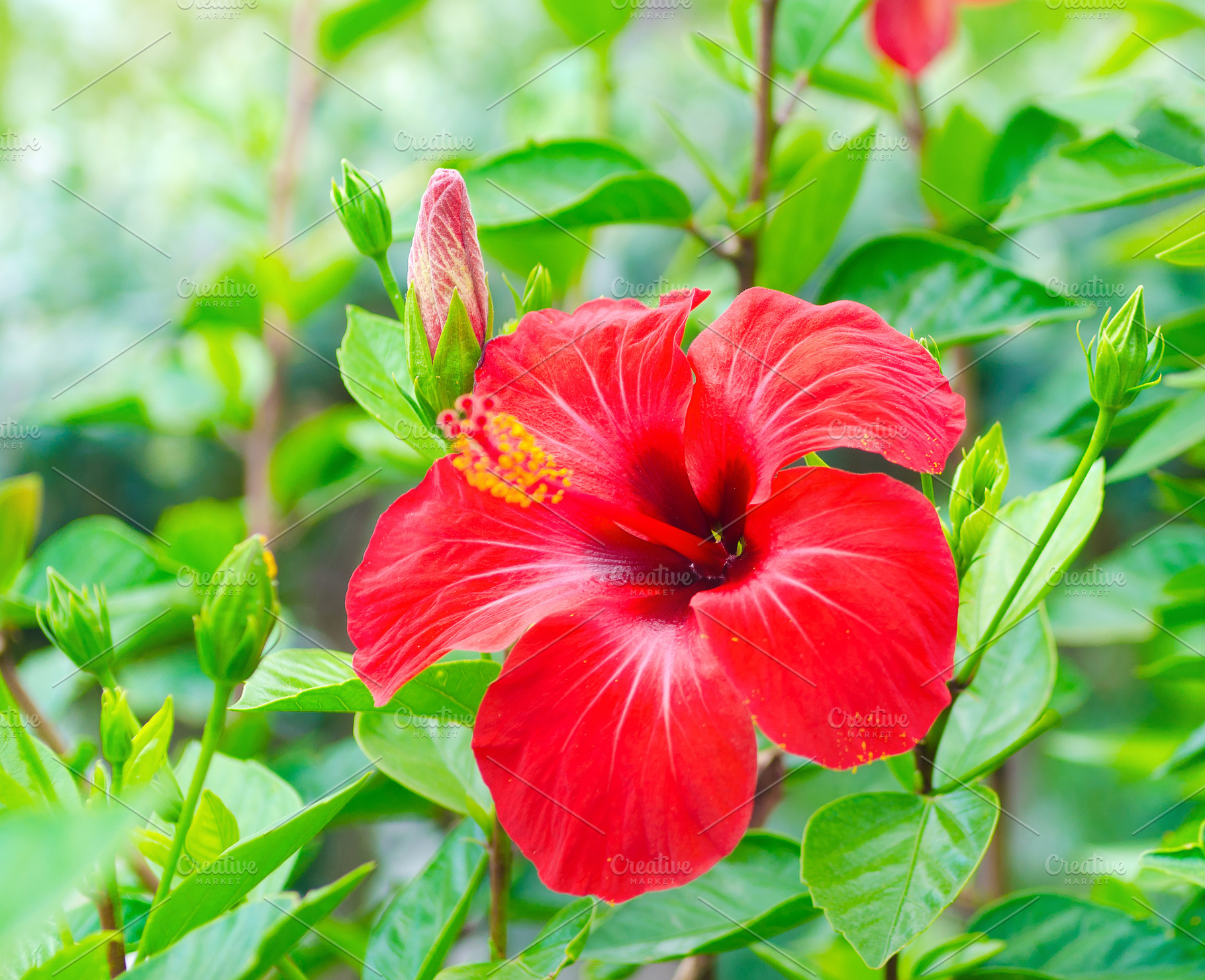 Hibiscus flower containing background, beautiful, and beauty, a Nature Photo by Lenka_X