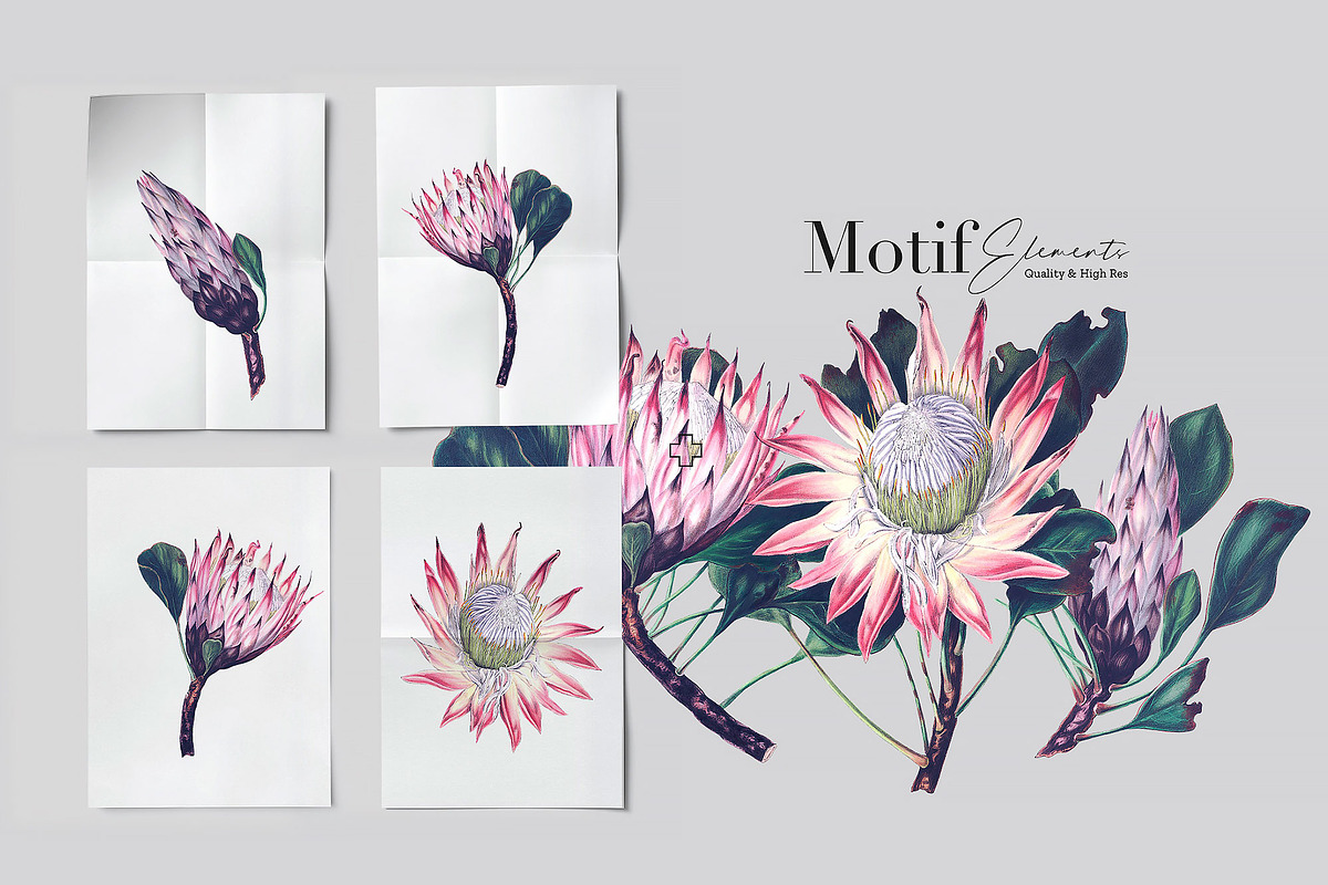 Exotic Protea Prints & Motifs, a Pattern Graphic by Pink Linen (Photo 5 of 10)