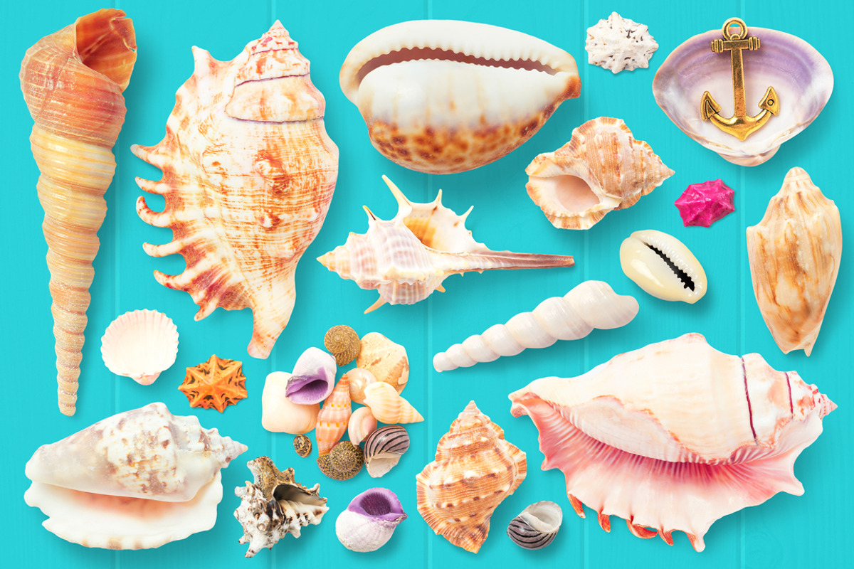 Isolated Seashells & Stones, an Object Graphic by pixaroma