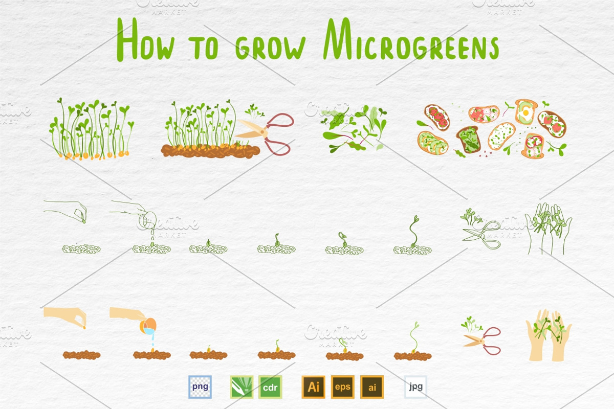 Microgreens Vector Set 1, a Food Illustration by ElenaKovalyova (Photo 16 of 21)