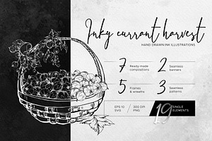 Inky currant harvest