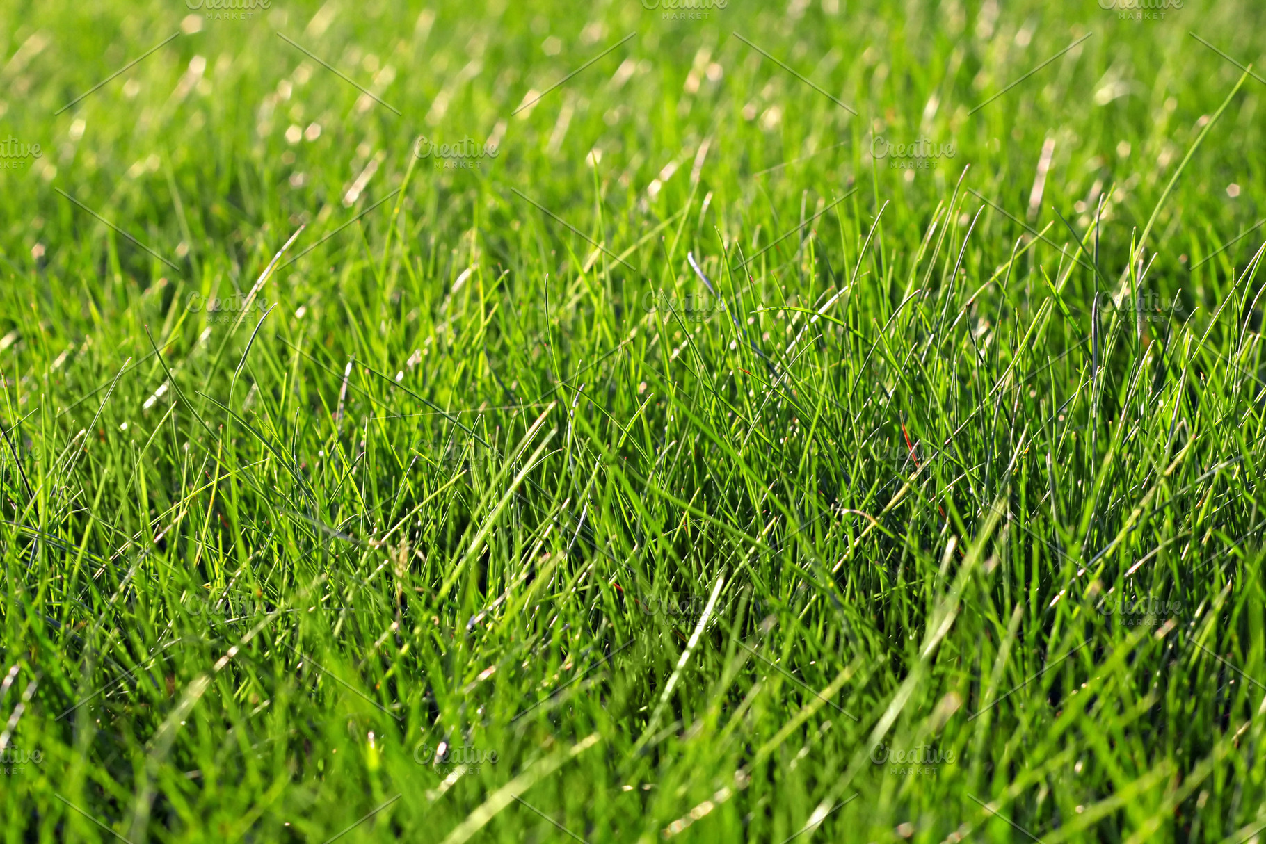 Green grass, a Photo by saiko3p