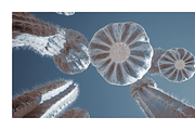 Arid Co · Desert Plantscape, a Texture Illustration by milatovar (Thumbnail 20 of 20)