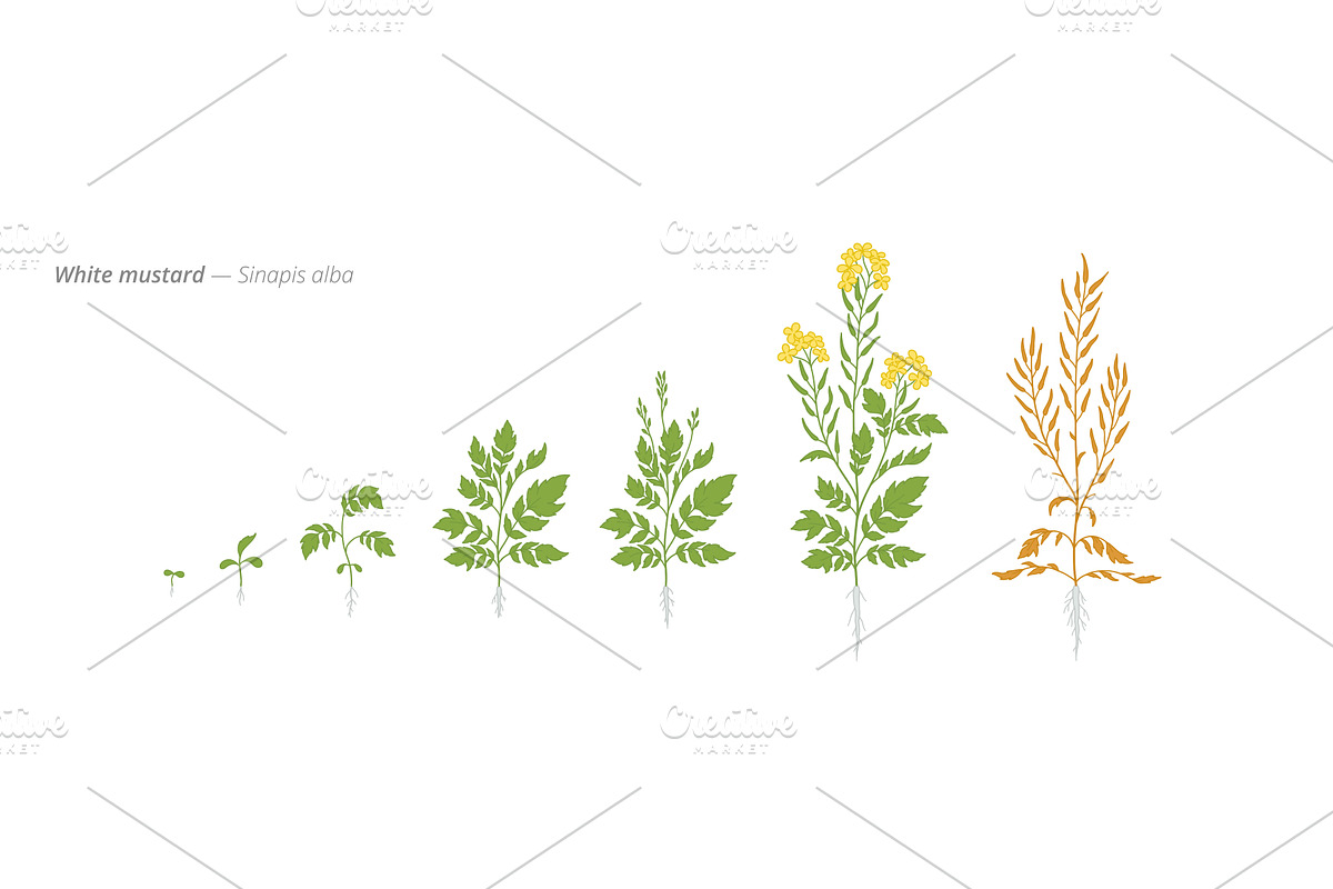 Growth stages of white mustard from, a Food Illustration by Ilia Design