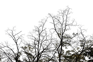 Forest Trees Winter, a Nature Photo by sirylok
