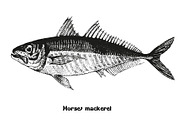 Fish collection, part 3, a Food Illustration by ZotovShop (Thumbnail 2 of 11)