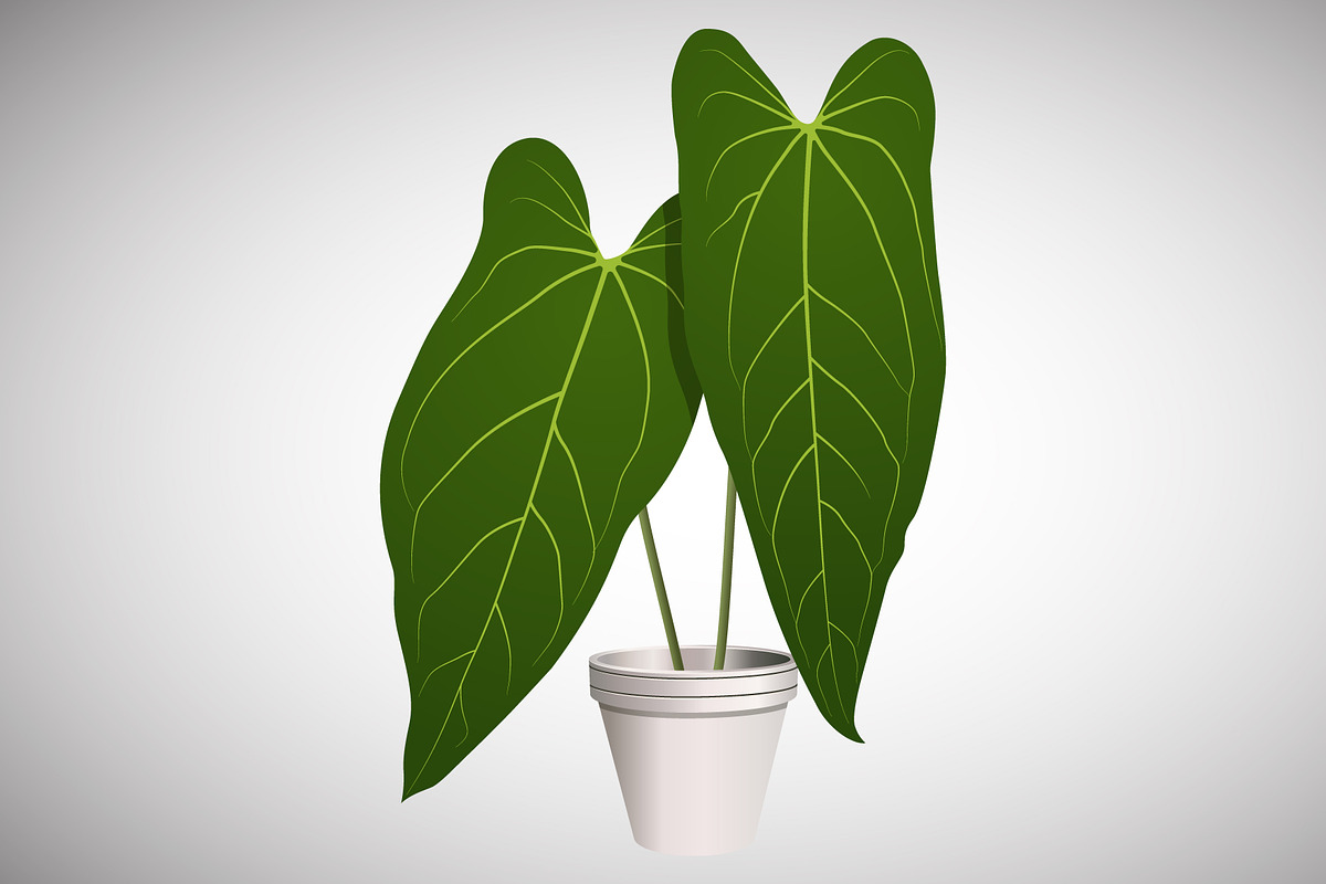 Anthurium Dark Mama Leaf, a Decorative Illustration by Ghagra (Photo 1 of 4)