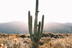 Sunrise cactus in the desert