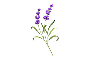 Lavender. Vector illustration of, an Object Illustration by the8monkey