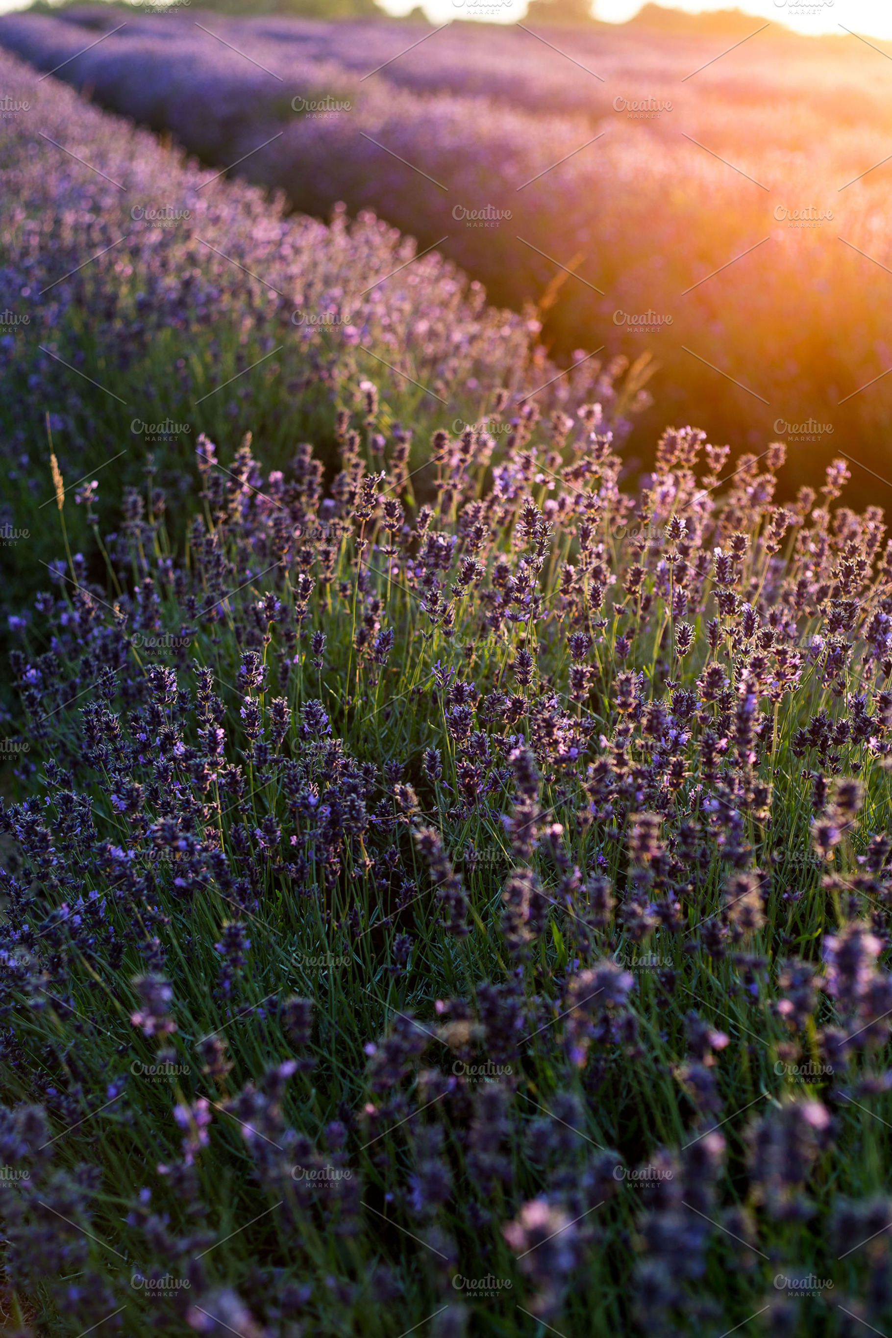 Sunset On Lavender Fields