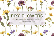 Pressed Dry Flowers & Leaves, an Object Graphic by Katya_lu (Thumbnail 1 of 8)