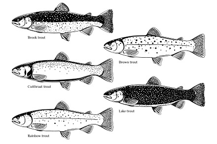 Set of trout fish, an Animal Illustration by Oceloti