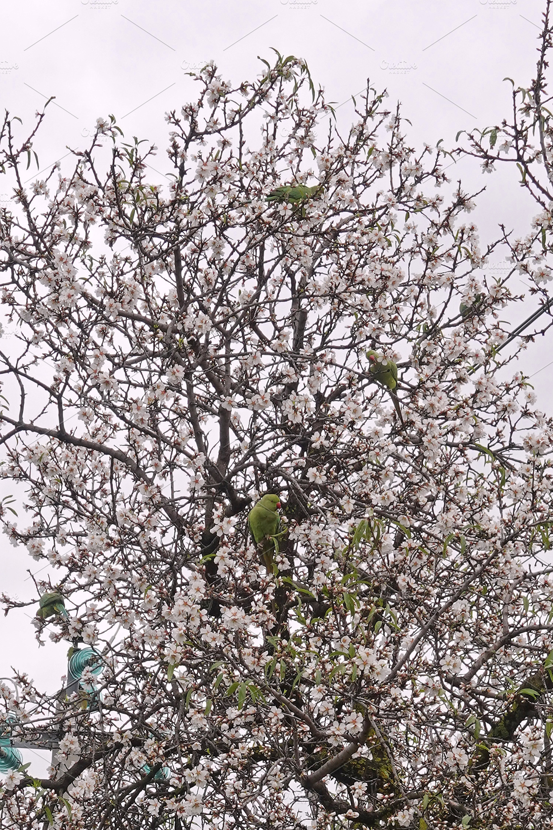 green parrot birds on branches with, an Animal Photo by sirylok