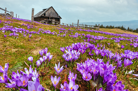 Purple Crocus flowers on spring mountain, a Nature Photo by YuriyB