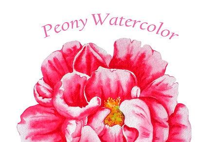 Watercolor Peony Vector