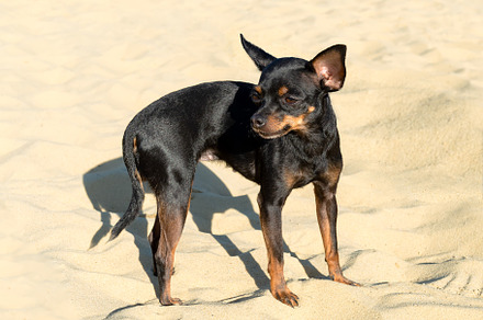 Black Russian Toy dog